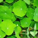 Tropaeolum majus Levél