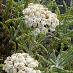 Achillea aleppica