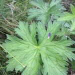 Geranium sylvaticum Feuille