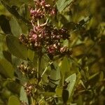 Lespedeza violacea Gyümölcs