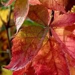 Rubus scaber ᱮᱴᱟᱜ