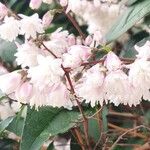 Deutzia crenata花