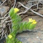 Alkanna primuliflora Écorce