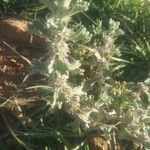 Marrubium alysson Hoja