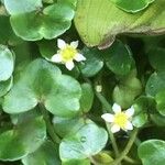 Ranunculus hederaceus Blüte