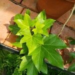 × Fatshedera lizei Leaf