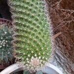 Mammillaria spinosissima 葉