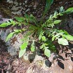 Centaurea raphanina Yaprak