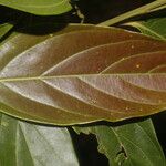 Nectandra membranacea Feuille