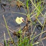 Utricularia minor