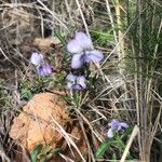 Viola arborescens 花