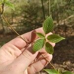 Cornus rugosa Blad