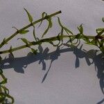 Elodea nuttallii Hoja