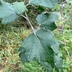 Populus albaFeuille