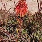 Aloe brevifoliaപുഷ്പം