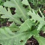 Papaver somniferumList