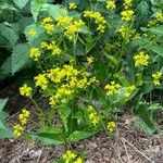 Bunias orientalis Hàbitat