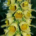 Digitalis ferruginea Blüte