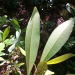 Tristaniopsis obovata Лист