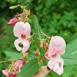 Impatiens glanduliferaBlüte