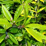 Berberis julianae 叶