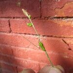 Carex distans Flower