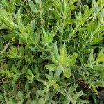 Senecio glastifolius Leaf