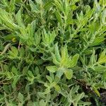 Senecio glastifolius Blad