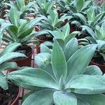 Agave attenuataഇല