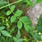 Jasminum grandiflorumLeaf