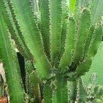 Euphorbia ingens List