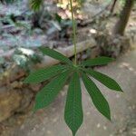 Manihot grahamii Leaf