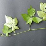 Rubus nessensis Leaf
