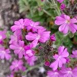 Erinus alpinus Flower