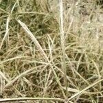Chloris pycnothrix Cvet
