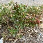 Oxybasis chenopodioides পাতা