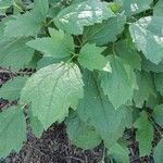 Clematis virginiana Hoja