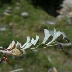 Alyssum alpestre Blatt