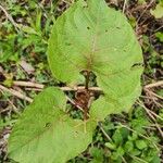 Reynoutria × bohemica Leaf