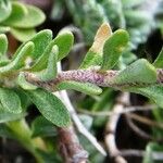 Alyssum cuneifolium Feuille