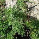 Artemisia chamaemelifolia Leaf