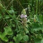 Mentha pulegium Flower