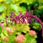 Amaranthus caudatus Характер