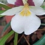 Miltoniopsis phalaenopsis Flower