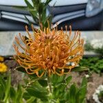 Leucospermum cordifoliumFlower