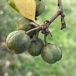 Pittosporum tenuifolium Fruit