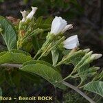 Convolvulus fernandesii