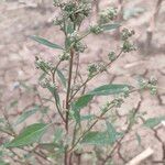 Atriplex patulaBlüte