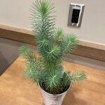 Picea sitchensis葉