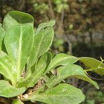 Samolus valerandi Leaf